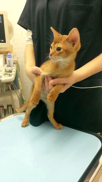 今から注射を打たれるアビのすけ。