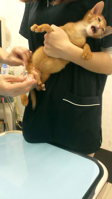 注射を打たれるアビのすけ。