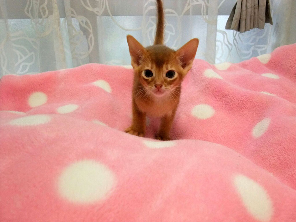 生後1ヶ月21日目のアビのすけ。