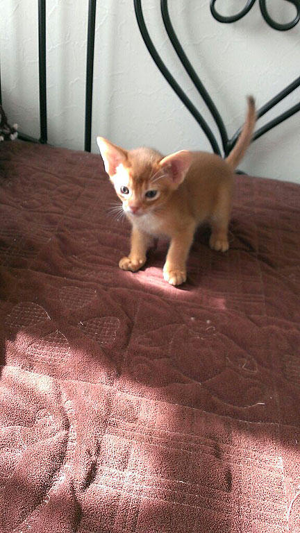 小さいアビシニアンのアビのすけ。