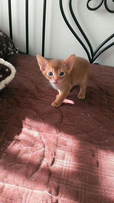 耳が大きいアビのすけ。