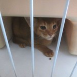 隠れていたアビのすけ。