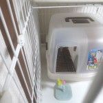 またまた、隠れてしまったアビのすけ。