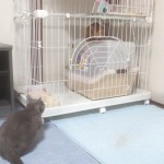 トイレの上のアビのすけ。