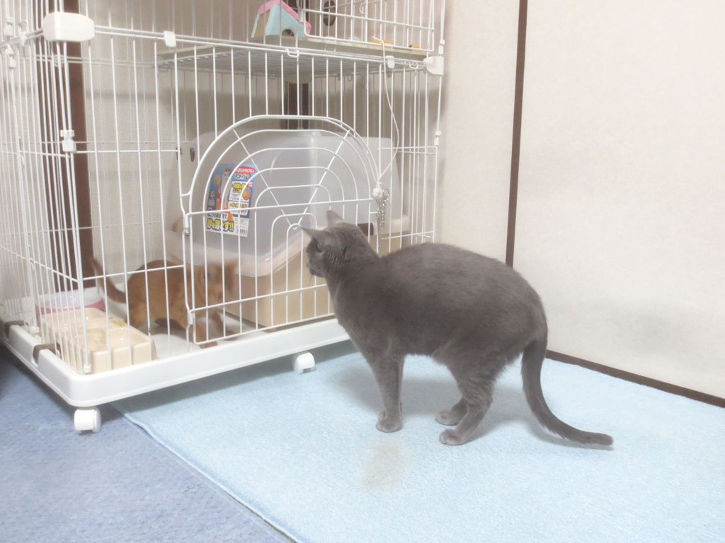 晩ご飯後のアビのすけの対応。