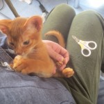 アビのすけの初めての爪切り。