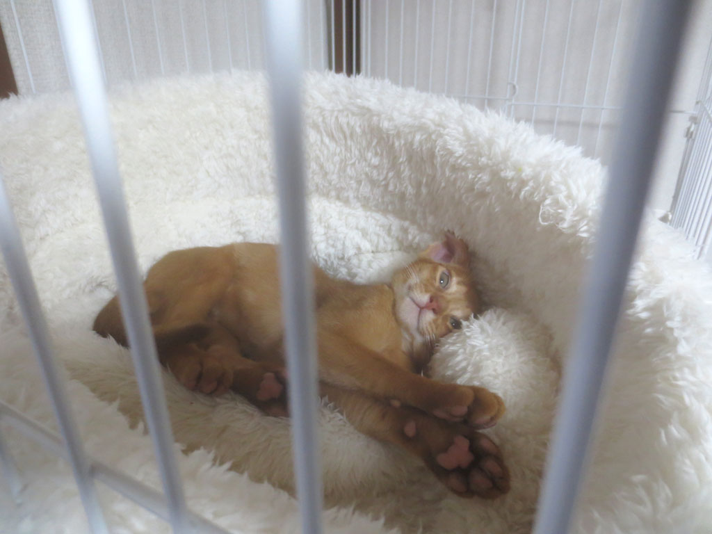 かわいらしいアビのすけ。