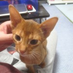 昨日の晩のアビのすけ。