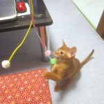 ゴム紐で遊ぶアビシニアン。