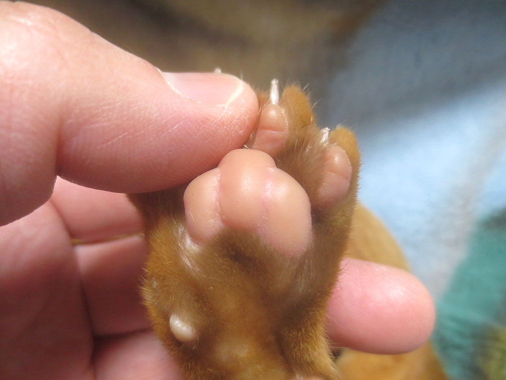 アビのすけの肉球はピンク色。