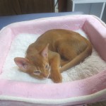 昨日の晩のアビのすけ。