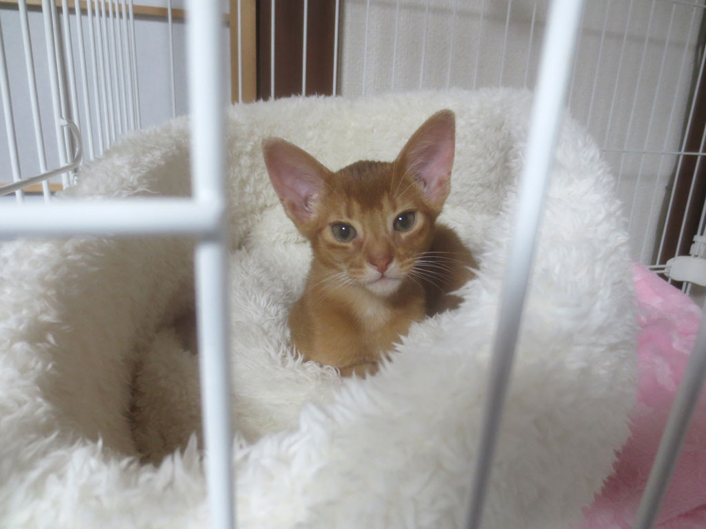 今朝のアビシニアンのアビのすけ。