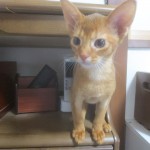 ロシ子と同じアビのすけ。