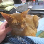 甘えん坊なアビシニアン。