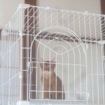 食後の待機中のアビのすけ。