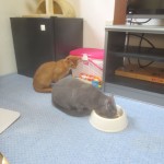 ロシ子のご飯が欲しいアビのすけ。