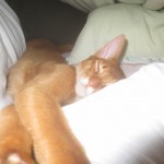 アビのすけと昼寝しました。