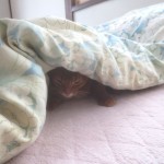 アビのすけの寝起き。