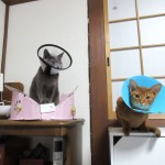 3日前のロシとアビ。