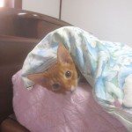 寝起きのアビのすけ。