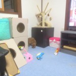 昨日の晩のアビのすけ。