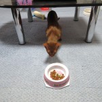 ロシ子のご飯に興味津々。