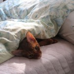 今日の朝のアビのすけ。