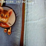 愛くるしい表情のアビのすけ。