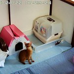 元気一杯なアビのすけ。