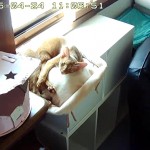 悪戯坊主なアビシニアン。