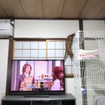 ケージに上るアビのすけ。