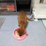 美味しいご飯を食べるアビ。