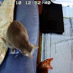 やんちゃなアビのすけ。