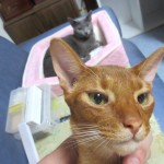 昨日の晩のアビのすけ。