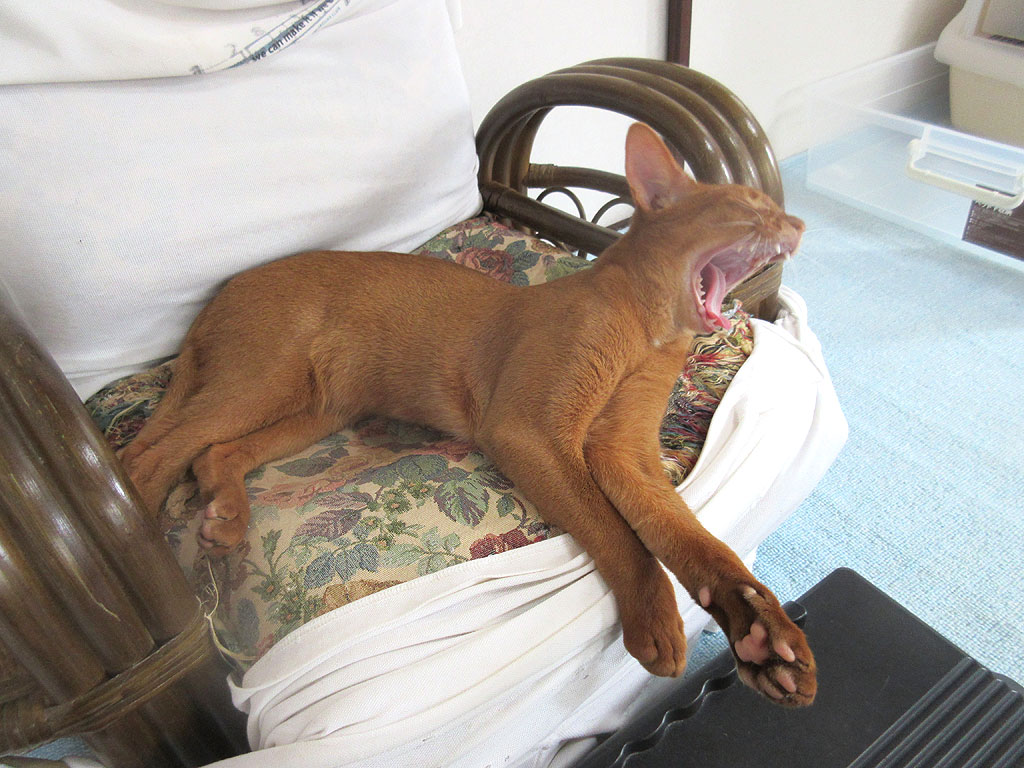 あくびをするアビのすけ。