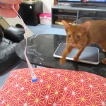 メジャーとアビのすけ。