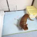 アビオンスケが吐いた1回目。