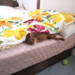 2度寝のアビシニアン。