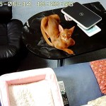 やんちゃばっかりのアビシニアン。