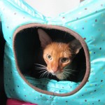 8日前のアビシニアン。