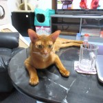 かわいいアビシニアン。