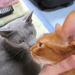 ロシ子がアビのすけに接近。