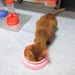 美味しいご飯を食べるアビシニアン。