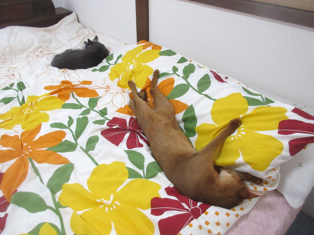 なんちゅう寝方?アビシニアン。