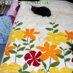 適度な距離のロシ子とアビのすけ。