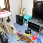 ぶっ壊してくれるアビシニアン。