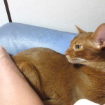 おとといの晩のアビシニアン。