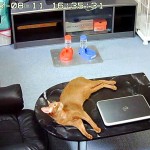 上を見上げるアビシニアン。