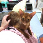 私の所に来たアビのすけ。