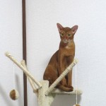 シュッとしたアビのすけ。